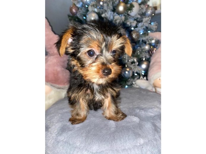Adorable tiny yorkie puppies available now 2 left 