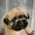 Chunky pugzu puppies for sale