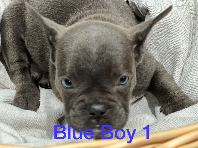 Exotic Bully Puppies 