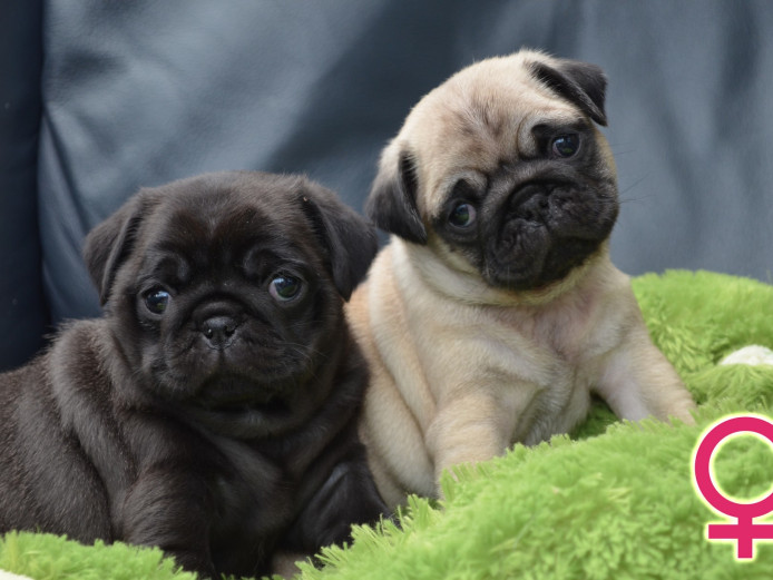 Stunning black and fawn pugs