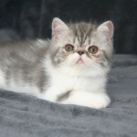 Exotic Shorthair boy, for company & show