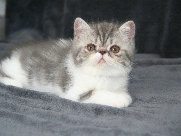 Exotic Shorthair boy, for company & show