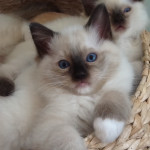 Simply Stunning gccf registered ragdoll kittens
