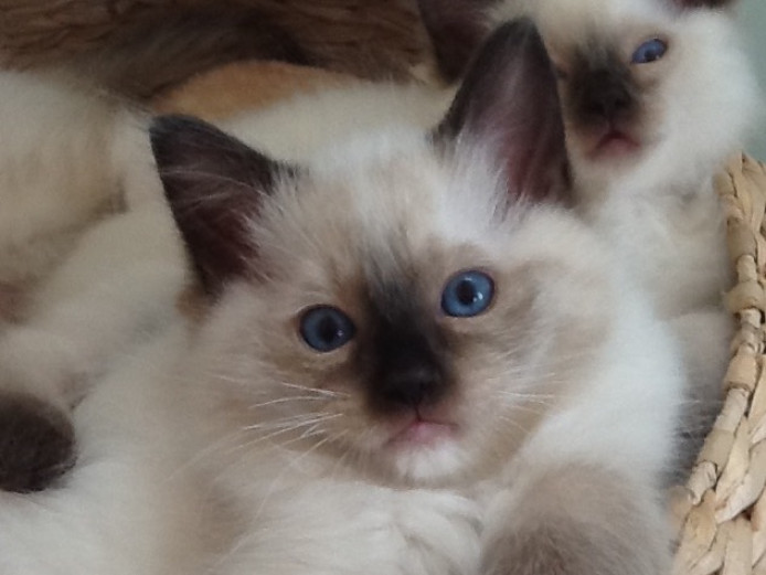 Simply Stunning gccf registered ragdoll kittens