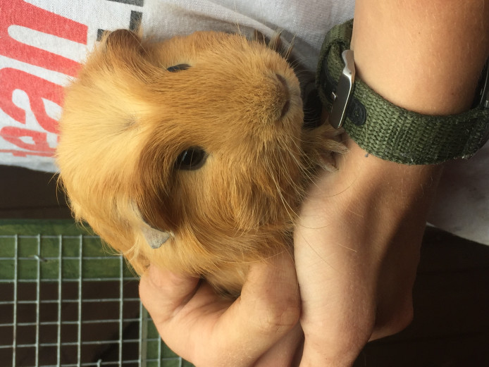 Guinea pigs various breeds and colours teddy’s 