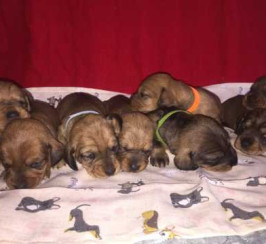 KC Standard Dachshund Puppies!