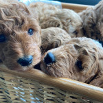 Stunning miniature poodle puppies. 