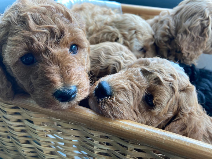 Stunning miniature poodle puppies. 