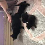 Beautiful black/grey kittens 