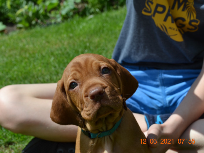 Top Bred KC Registered Hungarian Vizsla Puppies One Week Then Ready!