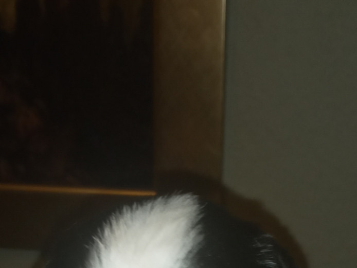 8 beautiful collie/shitzu pups