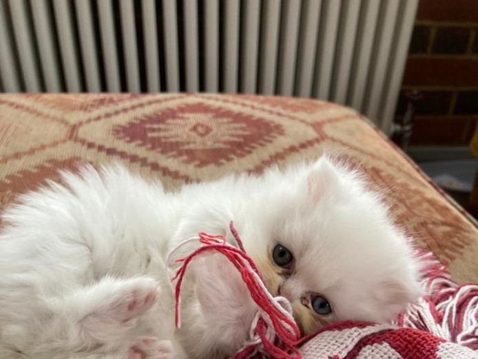 Pure white blue eyed Persian kitten for sale