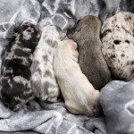 Stunning litter of Merle French Bulldog Puppies with Top DNA