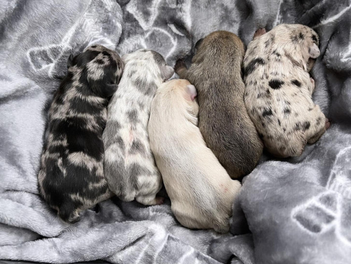 Stunning litter of Merle French Bulldog Puppies with Top DNA