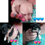 Chihuahua pups forsale 