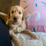 Fantastic Goldendoodle puppies Ready Now!!