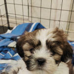 Shih Tzu puppies for sale 