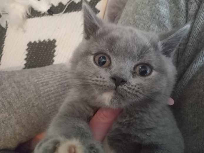pedigree GCCF registered british shorthair kittens for sale. 