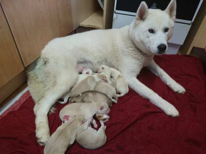 Mixed litter of husky puppies 