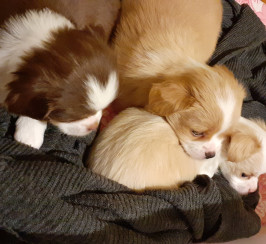 3 Pekingese puppies girls for sale
