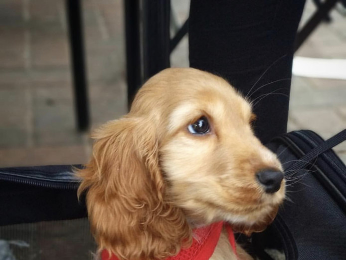 Female Cocker spaniel puppy available