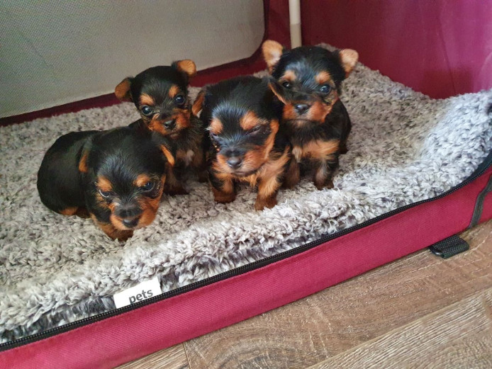 Miniature Yorkshire terrier puppies 