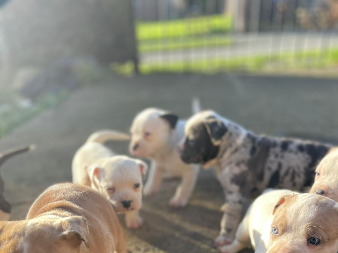 Bully pups for sale 
