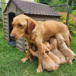  Special Labrador retriever puppies for sale 