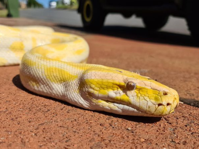 Male and Female Albino Burmese Python for sale