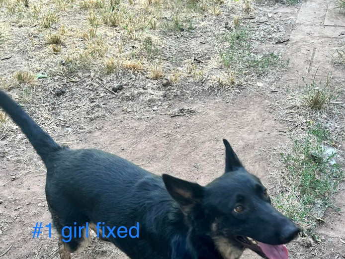Free Female German Shepherd Fixed up to date on shits
