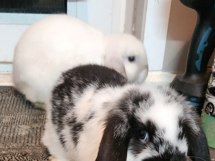 Two lovely baby rabbit for sale both girls 