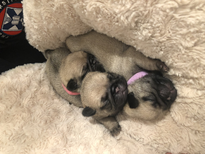 2 Female Pug Puppies for Sale 