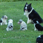 Border Collie puppies available for sell