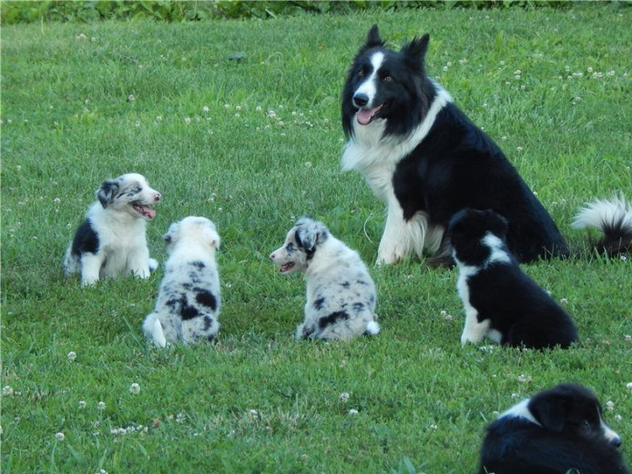 Border Collie puppies available for sell