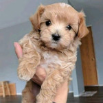 Maltipoo babies ready to leave. 3 boys 4 girls Available