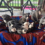 Blue Staffordshire Bull Terrier Puppies 