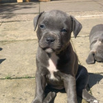 Stunning  Staffodrshire  Bull terrier pups  available