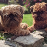 Griffon Bruxellois Puppies Due November 2021