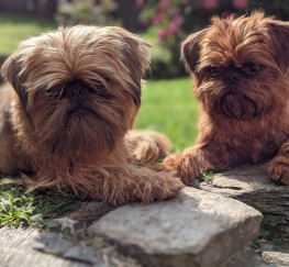 Pets  - Griffon Bruxellois Puppies Due November 2021