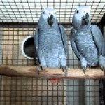 `Loving Gorgeous Africa Grey Parrot for sale