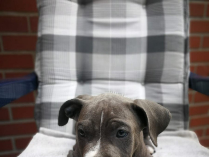 Kc registered blue Staffordshire puppies