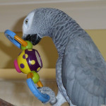 Hand Raised African Grey Parrots & Cage