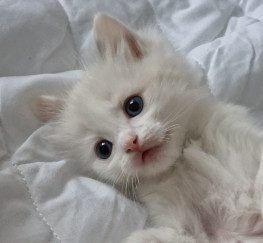 Pets for Sale - Pure Bred Ragdoll kittens