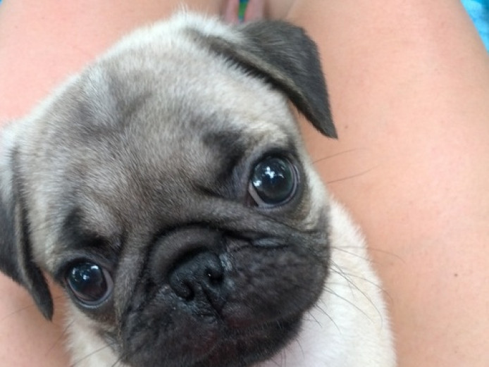 KC Registered Black and Fawn Pug Puppies For Sale.