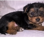 Beautiful Yorkie puppy for sale