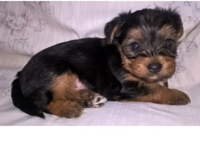 Beautiful Yorkie puppy for sale