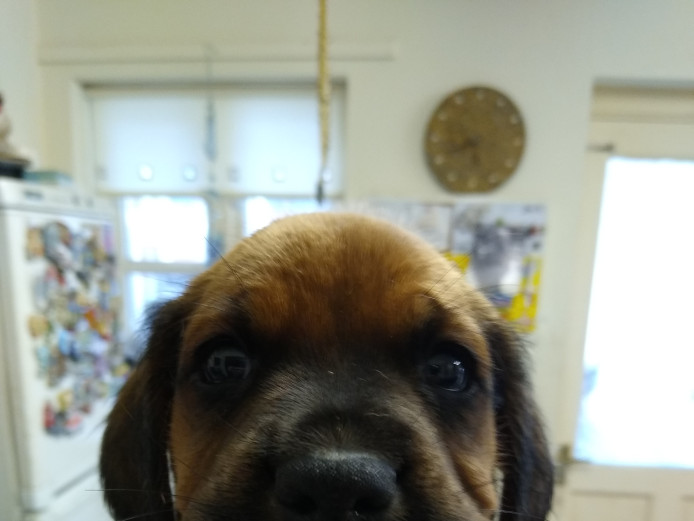Boxer cross sprocker puppies for sale
