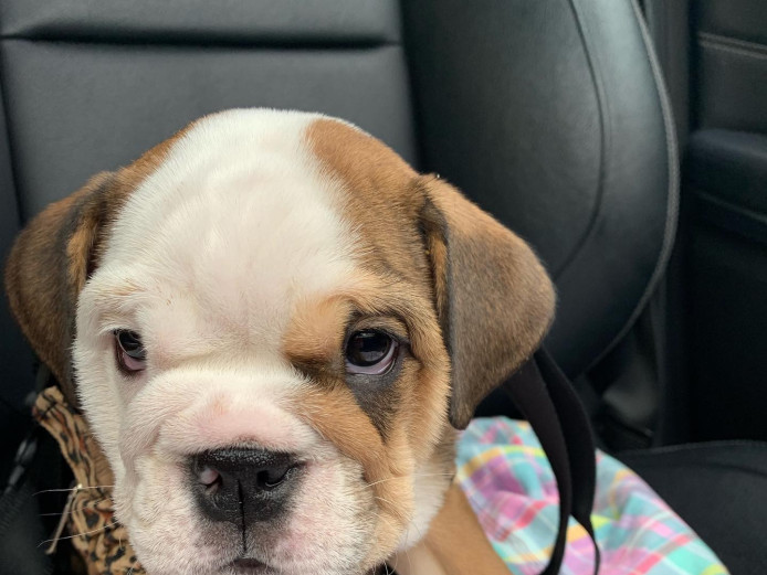 English bulldog puppies £2000 open to offers