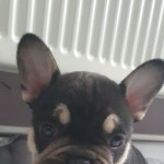 Chocolate & Tan male Frenchie 