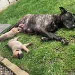 Gsd x staff puppies for sale 